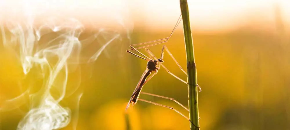 Insektenabwehr mit Hilfe der Natur