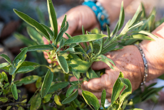 Tagesseminar: Allergien lindern, FSR-Methode, Meridianpunkte finden